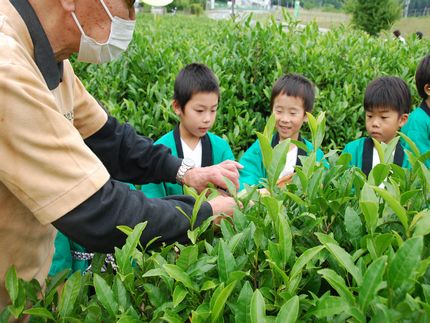 お茶摘み