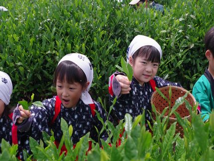 お茶摘み