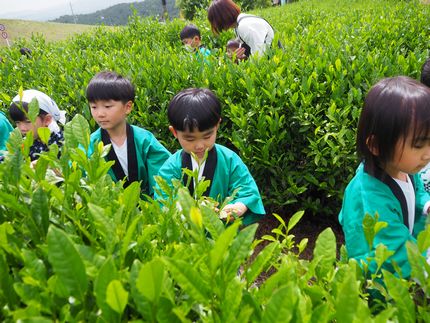 お茶摘み