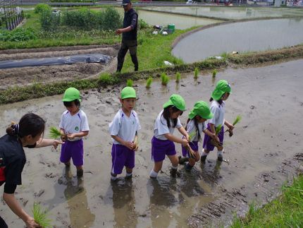 田植え