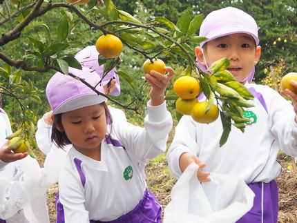 みかん狩り