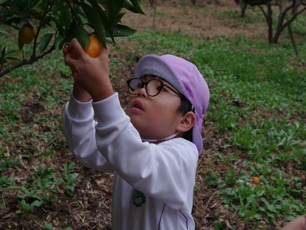 みかん狩り