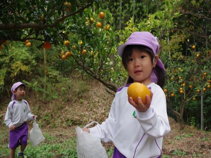みかん狩り